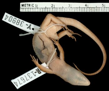 Media type: image;   Herpetology R-137674 Aspect: ventral